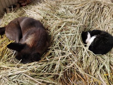 Kedi ve Köpek saman yığınının üzerinde uyuyorlar, Köpek ve kedi dostluğu evde. Evcil hayvanlar, aşk, kedi ve köpek..
