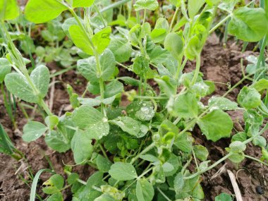 Tarlada çiğ veya çiğ taneleriyle bezelye filizleri. Doğanın toprağında yakın plan bezelye filizleri, pişirmek için yeşil yaprak.