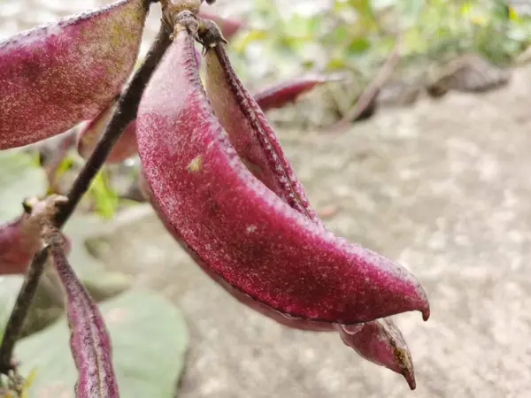 Çiğ taneli Mor Hyacinth Fasulyesi (Labaratuvar moru). Kızarmış sebze. Mor bezelye kabuğunun yakın plan meyvesi..