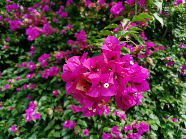 Yakın plan parlak ve güzel Bougainvillea çiçekleri, yeşillendirme ve dekorasyon konsepti 