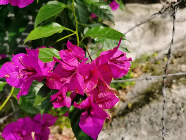 Yakından Bougainvillea çiçekleri metal çitlere kadar uzanıyor. Bougainvillea çiçekleri evin dışında çiçek açıyor, yeşillik ve dekorasyon kavramı 