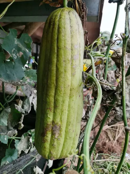 Luffa aegyptiaca kırsal bir arazide görülür. Sünger kabağı (Luffa aegyptiaca) bir ağaçta, kırsal yaşam kavramında kurutulmuştur.