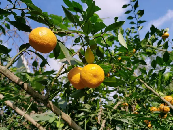 Portakal tarlasında portakal portakalları güneşle aydınlatılır. Ağaçta sallanan portakallar yemyeşil yapraklarla sağlıklı, organik meyveler hasat için hazırdır..