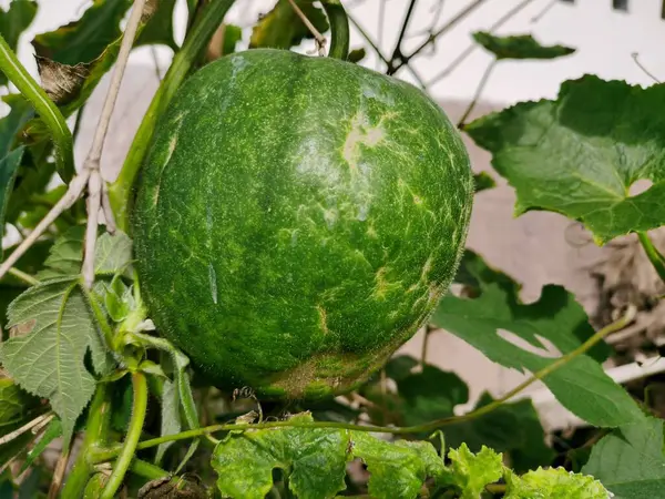 Ev bahçesinde asılı balmumu kabağı, Benincasa hispida ayrıca kül kabağı, beyaz kabak, kış kabağı, karpuz, kavun, kül kabağı, Çin reçeli olarak da bilinir.