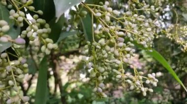 Ormandaki yabani bitkilerin küçük yeşil meyveleri, doğada yetişen yabani bitkiler