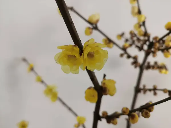 Beyaz duvar zemininde kışlık tatlı dallar, dekorasyon evi. Mor yonca, Japon biberi ya da kış meyankökü olarak da bilinir..