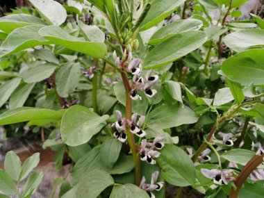 Narin Geniş Fasulye Portresi, Çiçekler Yakın plan, Vicia Fabia (geniş fasulye) bitkisi, Çiçekli Geniş Fasulye, 