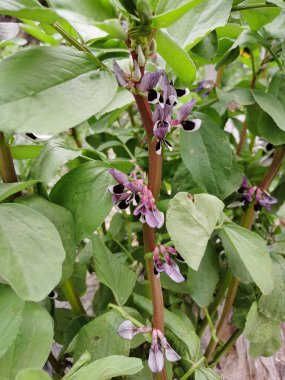 Narin Geniş Fasulye Portresi, Çiçekler Yakın plan, Vicia Fabia (geniş fasulye) bitkisi, Çiçekli Geniş Fasulye, 