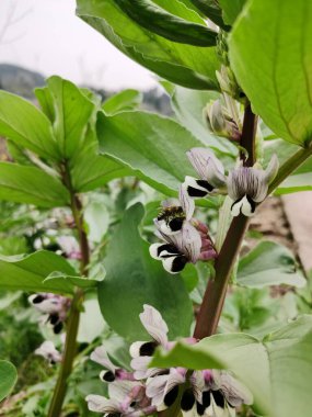 Narin Geniş Fasulye Portresi, Çiçekler Yakın plan, Vicia Fabia (geniş fasulye) bitkisi, Çiçekli Geniş Fasulye, 