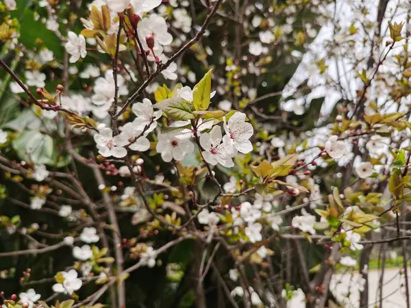 The most commonly cultivated apricot species - Prunus armeniaca.Pink purple spring flowers. Prunus armeniaca flowers with five white to pinkish petals.	