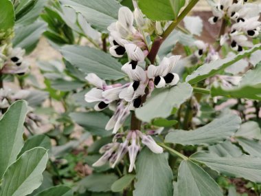 Narin Geniş Fasulye Portresi, Çiçekler Yakın plan, Vicia Fabia (geniş fasulye) bitkisi, Çiçekli Geniş Fasulye