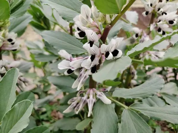 Narin Geniş Fasulye Portresi, Çiçekler Yakın plan, Vicia Fabia (geniş fasulye) bitkisi, Çiçekli Geniş Fasulye