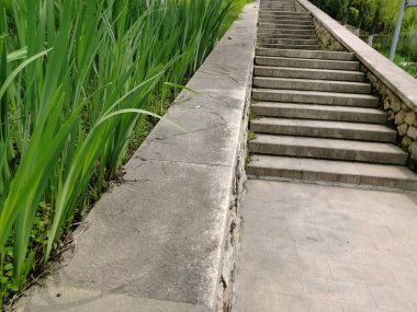 Yeşil çimenli taş merdiven. Yürümek için yalnız basamaklar. Parkta gri basamaklar ve çimenler.