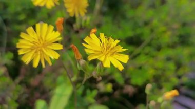 Sarı Papatyalar Esintide Sallanıyor: Şehrin yan yolunda yeşillenmek için seçici odaklı Doğanın Dansı