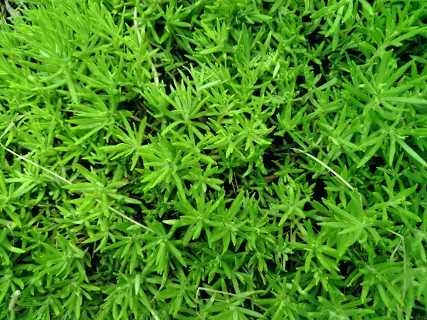 Bahçesinde yeşil yapraklar olan Sedum desenli bitkilere yakın çekim.,