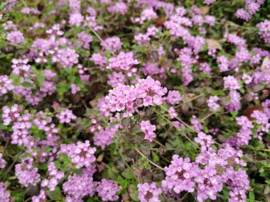Arkasında lantana, lantana montevidence, yeşil yapraklı mor çiçekler ve seçici bir odak