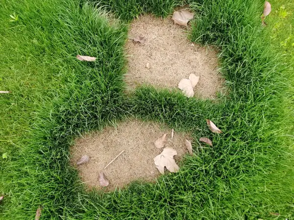 Doğa arka planının ölü çim manzarası. Yeşil ve kahverengi yamanın dokusu. Çimen dokusu, hasar mantar ve hastalık alanını kötü hale getirene kadar çim bakımının ve bakımının eksikliğini gösterir..