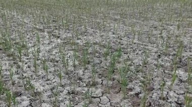 Kırık karada ekinler, tarlada kuraklık. Çevre koruma; sürdürülebilir kalkınma ve ekoloji dengesi kavramı, gıda krizi