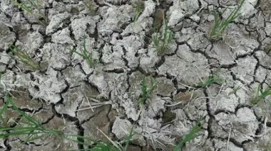 Kırık karada ekinler, tarlada kuraklık. Çevre koruma; sürdürülebilir kalkınma ve ekoloji dengesi kavramı, gıda krizi