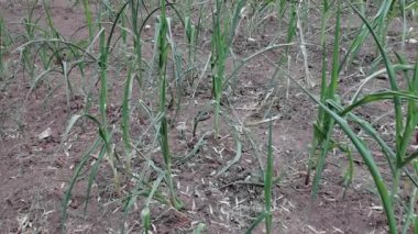 Kuraklık - Stricken Corn Seedlings, yuvarlanmış yapraklı mısır tarlası