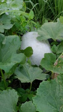 Olgun balmumu kabağı (Benincasa hispida) bir ev bahçesinde yerde yatar. Ayrıca kül kabağı, karpuz, beyaz kabak, kül kabağı ya da Çin karpuzu olarak da bilinir. Büyük, soluk yeşil meyve değeri