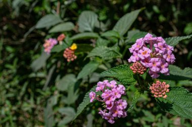 Karışık renklerde ve bulanık efektli Lantana çiçekleri
