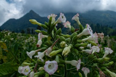 Bir tarlada kurak mevsimde açan tütün çiçeklerinin fotoğrafı.