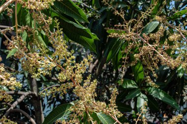 Yazın açan mango çiçekleri.