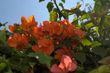 Bahçede bol bol yetişen portakal rengi Bougainvillea çiçekleri.