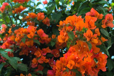 Bahçede bol bol yetişen portakal rengi Bougainvillea çiçekleri.