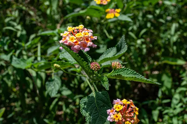 stock image Lantana flowers with mixed colors and blur effect background