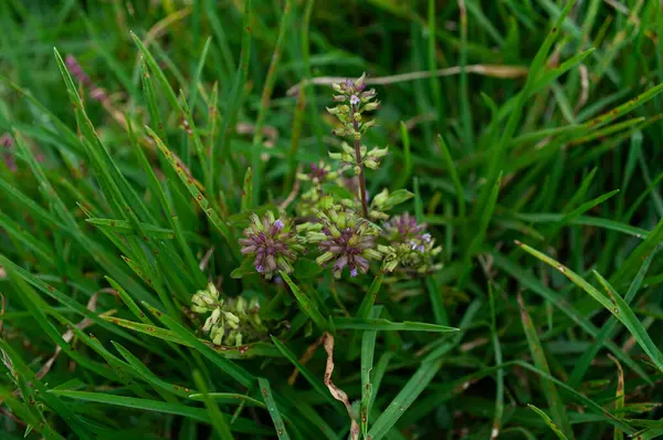 stock image several galinsoga parviflora flowers growing in a garden