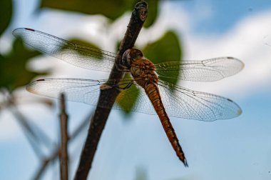Bir ağaç dalına konmuş sarı bir yusufçuk.