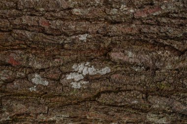 Kabuk dokusu fotoğraflandı