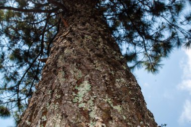 Ağaç kabuğu dokulu ve aşağıdan çekilmiş yaşlı bir ağaç.
