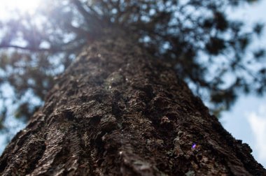 Kabuk dokusu fotoğraflandı