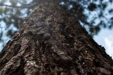 Kabuk dokusu fotoğraflandı