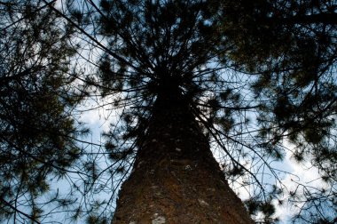 Ağaç kabuğu dokulu ve aşağıdan çekilmiş yaşlı bir ağaç.