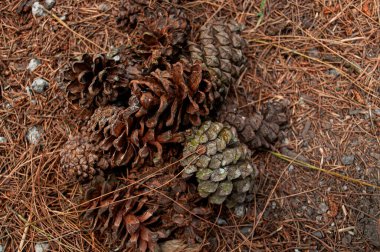 Kuru çam tohumları koleksiyonunun bir fotoğrafı.