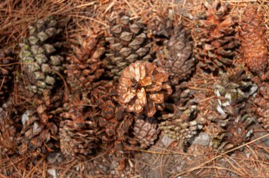 Kuru çam tohumları koleksiyonunun bir fotoğrafı.