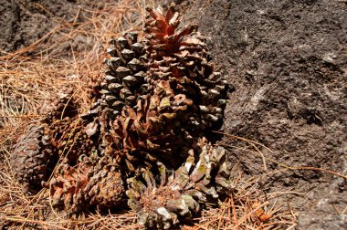 Kuru çam tohumları koleksiyonunun bir fotoğrafı.