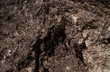 Yerdeki ağaç kökleri