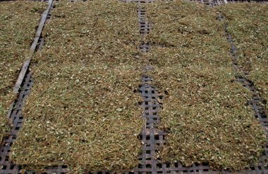 shredded tobacco is being dried outside to be processed clipart