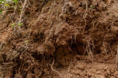 Yerdeki ağaç kökleri