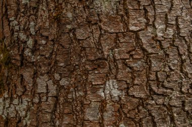 Kabuk dokusu fotoğraflandı