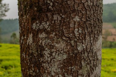 Kabuk dokusu fotoğraflandı