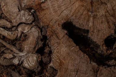 Ağaç gövdesinin iç kısmının yukarıdan çekilmiş bir fotoğrafı.
