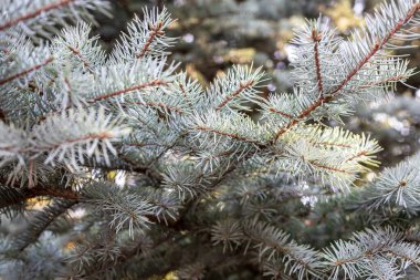 Keskin iğneli mavi çam dallarının detaylı bir yakın çekimi bu doğal doku her zaman yeşil olan ağaçların güzelliğini ve karmaşıklığını gözler önüne seriyor.