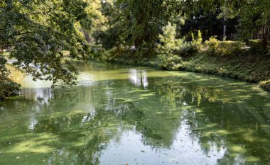 Park 'ta ağaçların sarkmasını yansıtan yeşil yosunlarla kaplı sakin bir gölet. Bu sakin yerin sakin atmosferi kentsel hayattan barışçıl bir doğal kaçış sağlar..