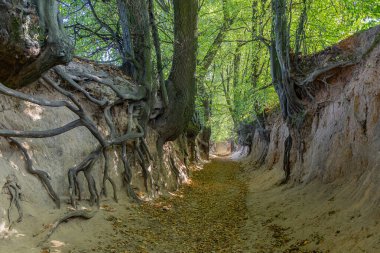 Toprak erozyonundan dolayı ağaçların açığa çıkan köklerini gösteren sakin bir yürüyüş. Sonbahar yapraklarıyla kaplanmış barışçıl ama insanı düşündüren doğal bir manzara.